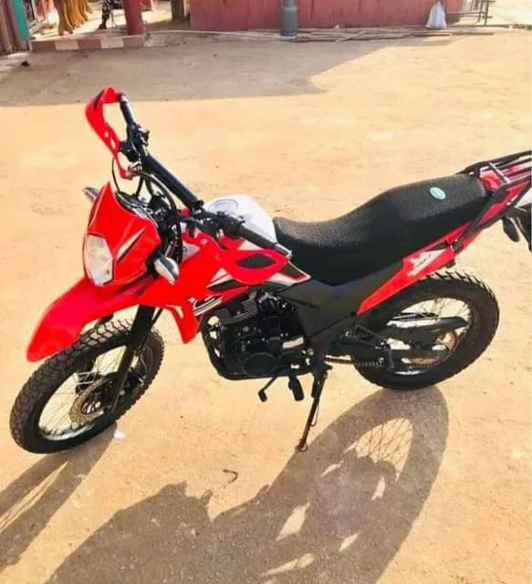 Apsonic Jungle 2020 Image: 2 Apsonic Jungle 2020 74781