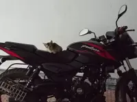 Bajaj Pulsar 150 2025 60773 Thumb