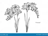 Husqvarna TE511 2013 74869 Thumb